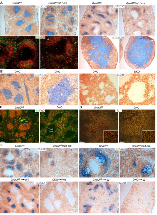 Figure 7.  The loss of B cell compartments in the DKO mice.  A. Immunohistochemical and immunofluorescent analysis of slides prepared from control and Gnai2  fl/fl mb1-cre mice