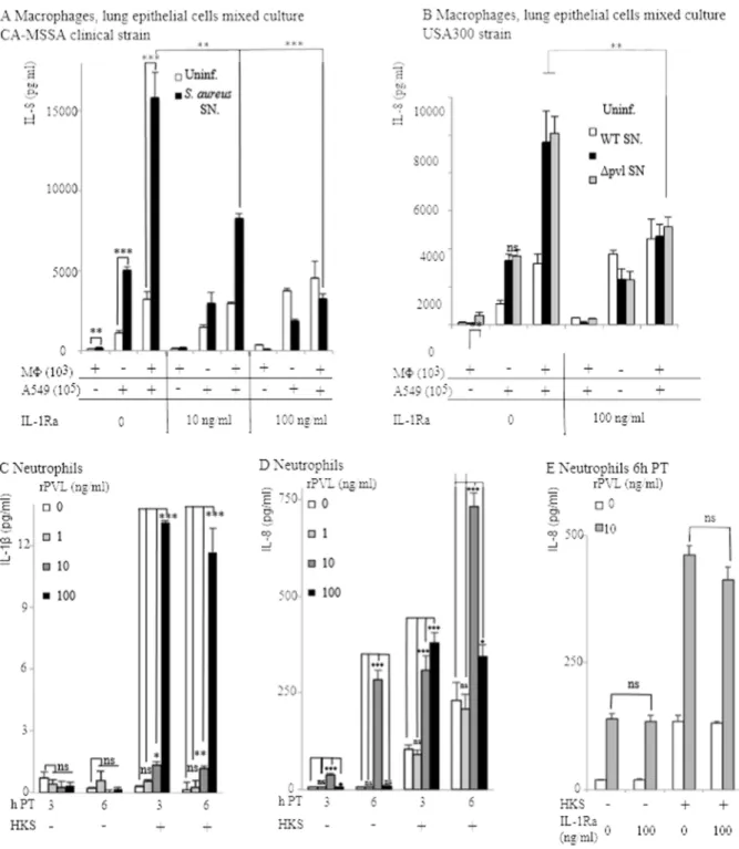 Figure 2. IL-8 produced in response to S. aureus supernatant by a co-culture of macrophages and lung epithelial cells is dependent on IL-1 signaling, while IL-8 produced by neutrophils is independent of IL-1