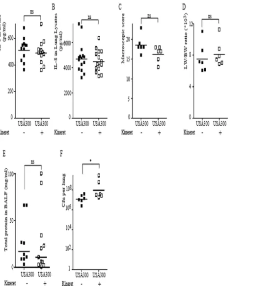 Figure 6. Kineret/IL-1Ra does not reduce IL-8 levels during PVL + S. aureus -mediated pneumonia but increases lung bacterial load.