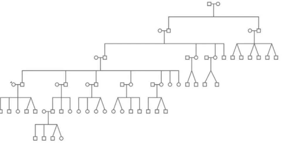 Figure 3. Illustrative pedigree of one family living in Linha Sa˜o Pedro.