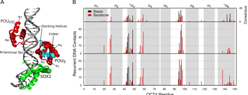 Fig 1. Interactions and structural changes at the protein-DNA interfaces. (A) The OCT4-SOX2- UTF1 complex