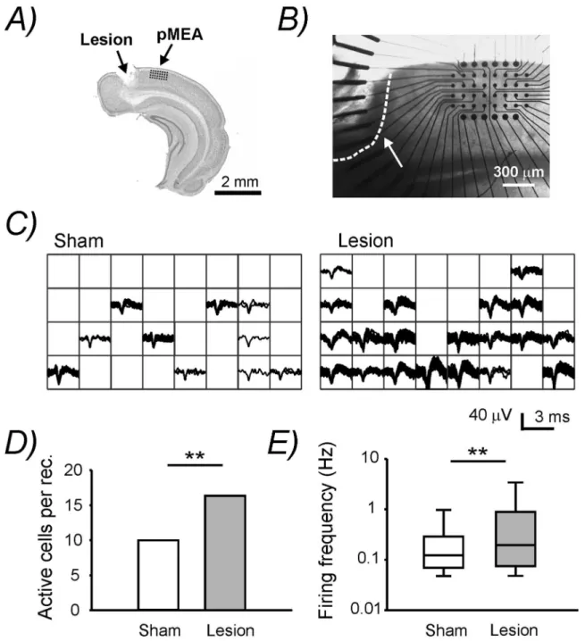 Figure 1. Extracellular pMEA recordings showing an increased spontaneous neuronal activity post-lesion