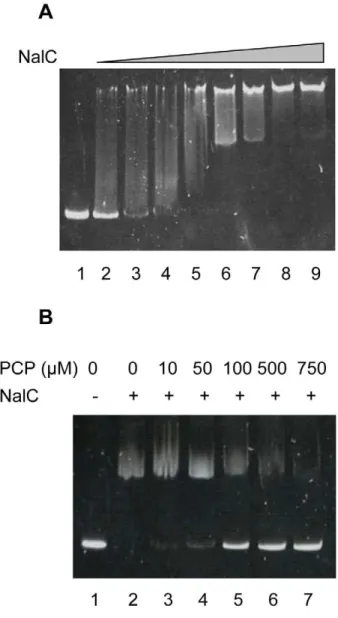 Figure 1. PCP induction of PA3720- armR . qRT-PCR results showing impact of PCP and/or a nalC mutation on PA3720 expression (as a measure of PA3720-armR expression)