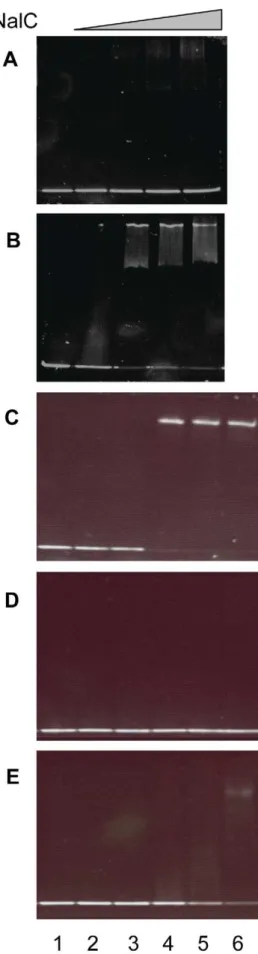 Fig. 5), as seen previously [45], and this was no longer responsive to PCP (Fig. 5). Thus, PCP operates though these regulators in promoting mexAB-oprM expression
