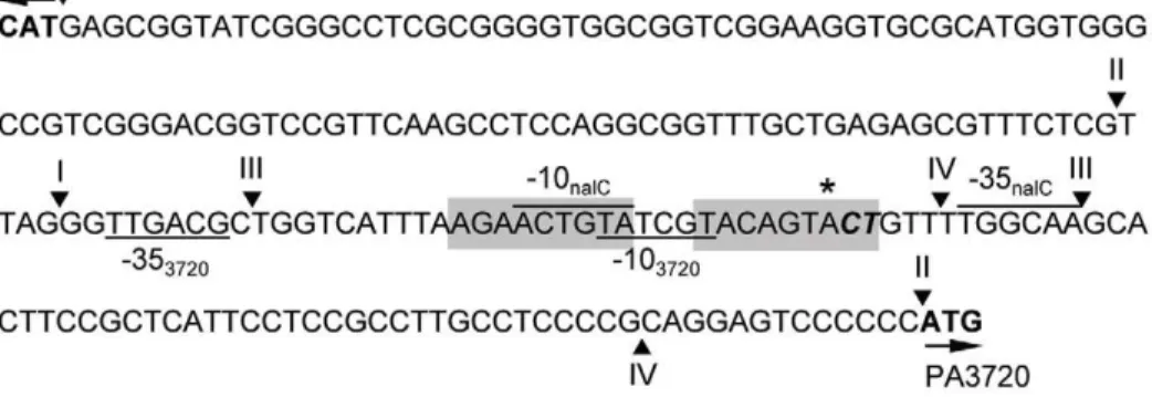 Figure 5. NalC and MexR dependence of PCP induction of mexAB-oprM . Expression of mexA (as a measure of mexAB-oprM) was assessed in P