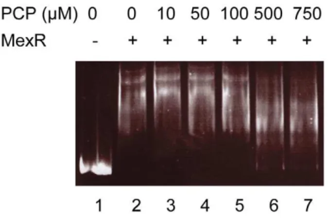 Figure 7. Lack of impact of PCP on MexR repressor binding to the mexR-mexA intergenic region