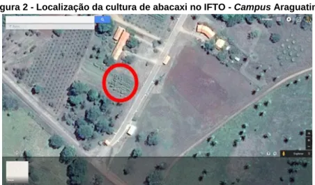 Figura 2 - Localização da cultura de abacaxi no IFTO - Campus Araguatins