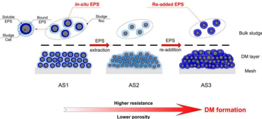 Fig 7. Schematic of anaerobic DM formation with EPS extraction and re-addition.