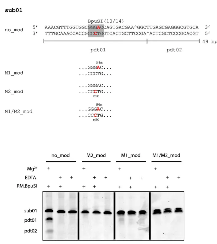 Figure 1.  Oligonucleotide duplexes used in this study and their susceptibility to RM.BpuSI cleavage