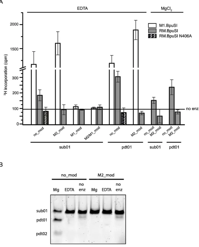 Figure 2.  Substrate specificity of RM.BpuSI MTase activity.  (A) In vitro MTase activity