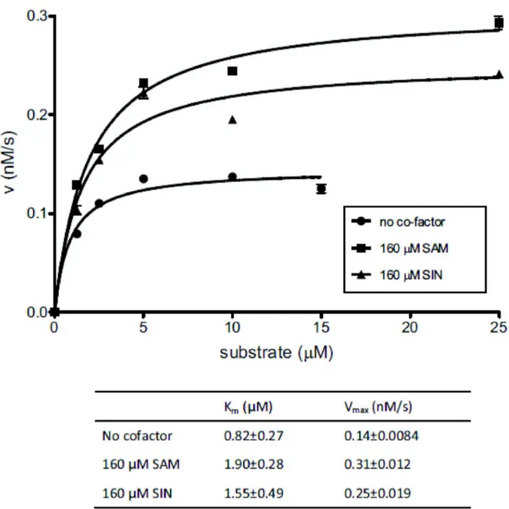 Figure  3.    Effect  of  SAM  and  SIN  on  the  steady  state  kinetics  of  cleavage  activity