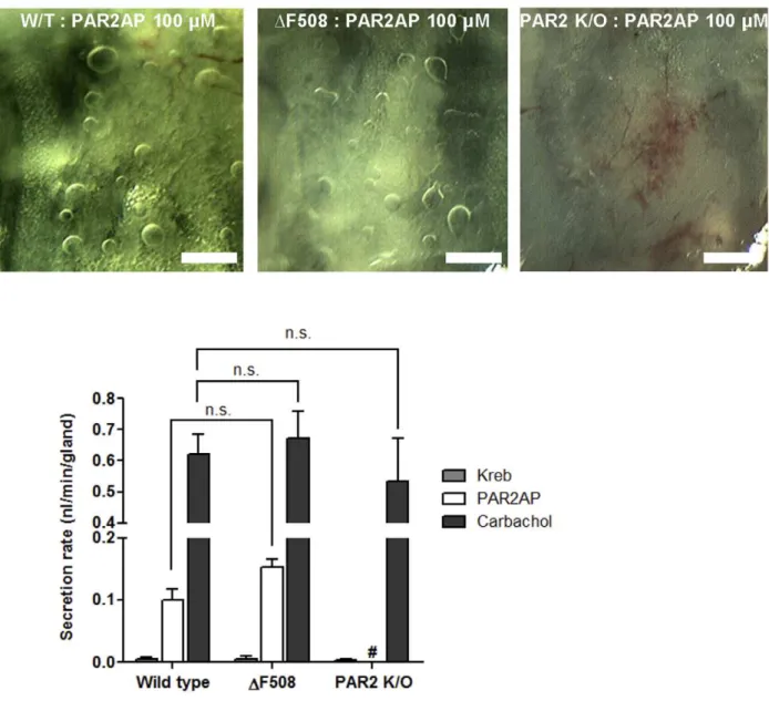 Figure 7. Experimental set-up for measuring mucus secretion from airway gland. (A) A piece of trachea was harvested, cut down the ventral midline and spread out