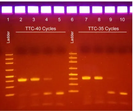 Fig 4. PCR amplification of Chlamydia trachomatis DNA template from clinical samples. Lane 1: