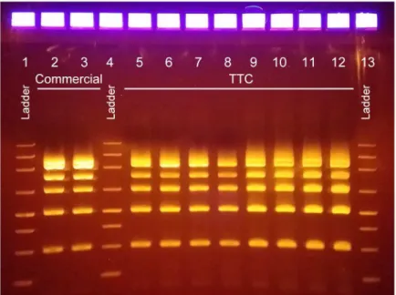 Fig 3. Eight identical multiplexed PCR reactions performed with TTC. Lane 1: ladder. Lanes 2 and 3: