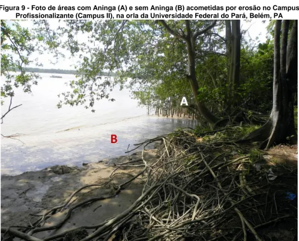 Figura 9 - Foto de áreas com Aninga (A) e sem Aninga (B) acometidas por erosão no Campus  Profissionalizante (Campus II), na orla da Universidade Federal do Pará, Belém, PA 