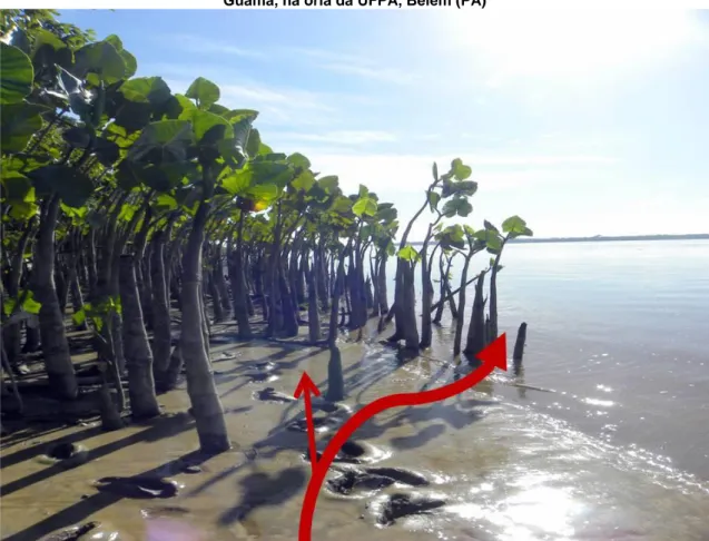 Figura 7 - Representação esquemática das Aningas formando uma barreira natural a correnteza do rio  Guamá, na orla da UFPA, Belém (PA) 