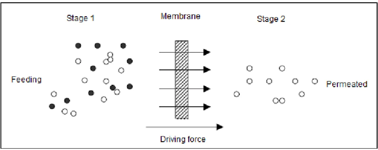 Figure 1 - Schematic representation of the separation membrane 