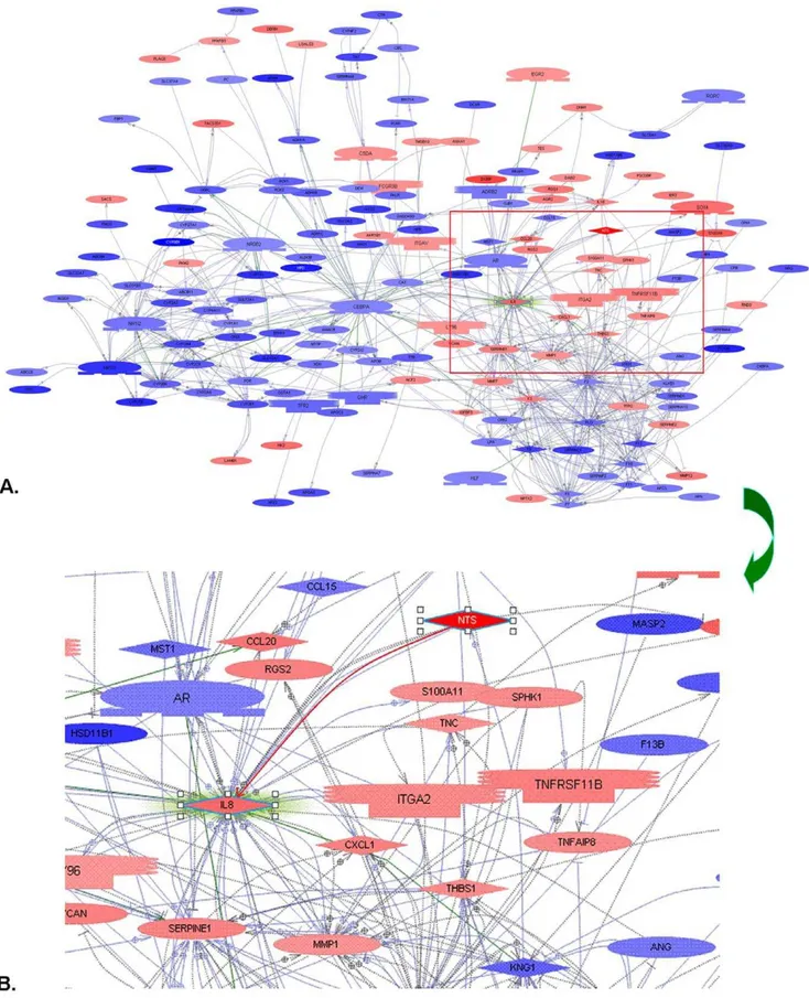 Figure 5. All significantly differentially expressed genes between high and low NTS samples were put into Pathway Studio H to screen the candidates that were regulated by or interacted with NTS