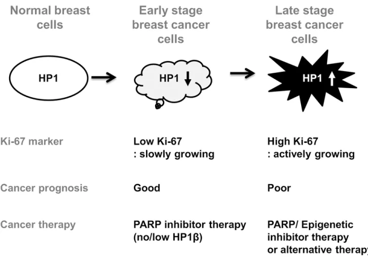 Fig 5. HP1β is a biomarker for breast cancer prognosis and PARP inhibitor therapy. Respective HP1 expression level is frequently altered in breast cancer cells, suggesting the diverse role of each HP1 subtype in breast cancers