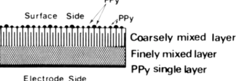 Fig. 5. PPy/non conducting film alloy: PPy growth occurs from the electrode to the film surface in  a non homogeneous way
