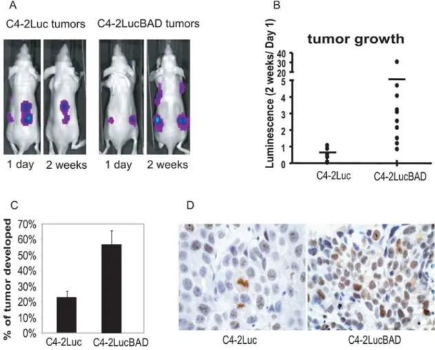 Figure 2. Over-expression of BAD increases tumor growth rate and tumor take. Nude mice received four subcutaneous injections of 26 10 6 C4-2Luc or C4-2LucBAD cells