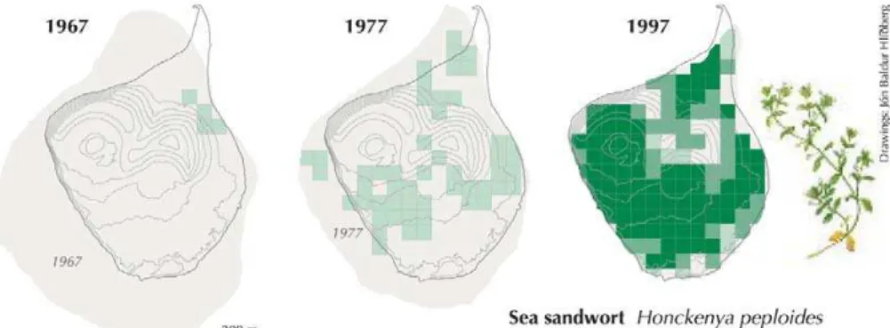 Figure 2. During 1967 to 1997 Honckenya peploides dispersed to every parts of Surtsey (Jakobsson et al., 2007).