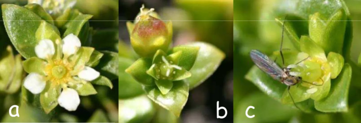Figure 3. Honckenya peploides: (a) Staminate flower, (b) pistillate flower and a capsule, (c) pistillate flower visited by Halocladius variabilis.