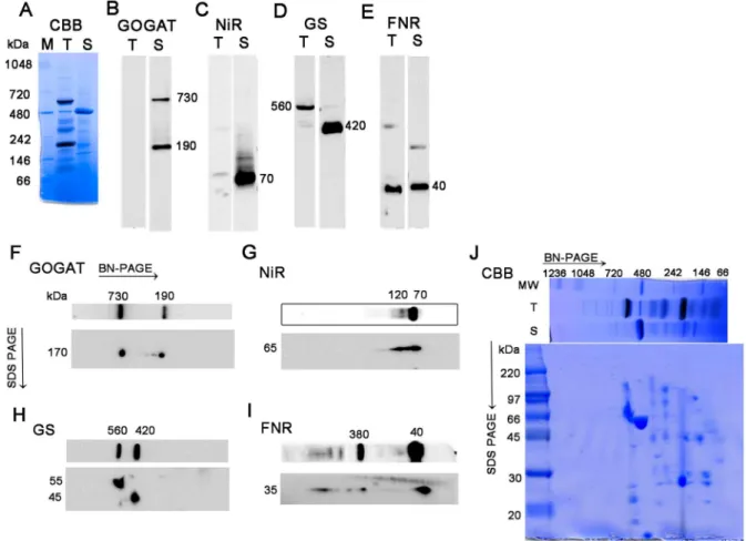 Figure 1. Protein complexes in spinach chloroplasts analyzed by blue-native PAGE (BN-PAGE) and SDS-PAGE