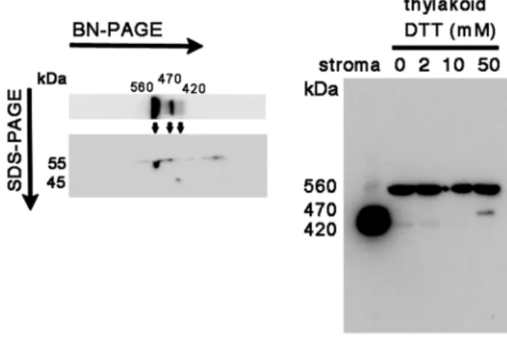Figure 5. Protein complexes in spinach chloroplasts analyzed by using Native PAGE. CBB staining (A), western blots (B–D) and  in-gel GS activity staining (E) after Native PAGE analysis of thylakoid (T) and stroma (S) proteins extracted from spinach chlorop