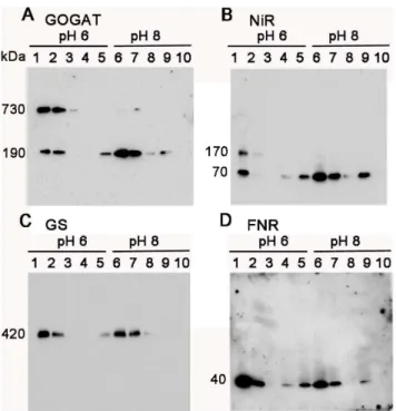 Figure 6. Fd-binding assay of protein complexes in the stromal fraction of spinach chloroplasts