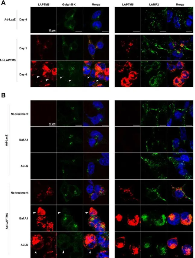 Figure 6. Localization of accumulated LAPTM5 during LAPTM5-induced cell death. (A) Representative image of the co-staining of Golgi- Golgi-58K or LAMP2 (Green) and LAPTM5 (Red)