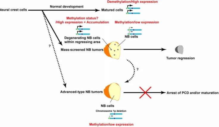Figure 8. Model of the relationship between LAPTM5-mediated degeneration and propensity for spontaneous regression of NB tumors.