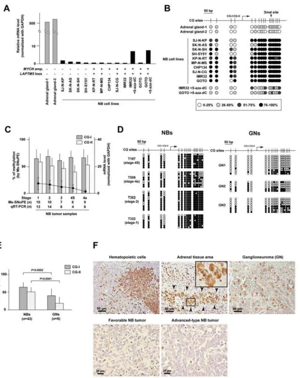 Figure 1. Identification of methylated DNA and down-regulation of LAPTM5 expression in NB cell lines and primary NB tumors