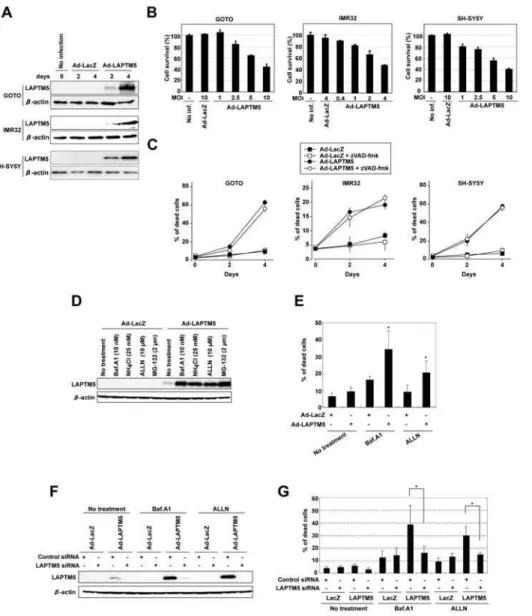 Figure 3. Induction of caspase-independent cell death by LAPTM5 overexpression and effect of LAPTM5 accumulation on the cell death