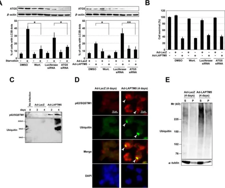 Figure 5. Interruption of autophagic flux during LAPTM5-induced cell death. (A) Effect of treatment with wortmannin or transfection with ATG5 siRNA in GOTO cells with a punctate distribution of LC3B