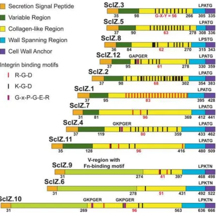 Figure 6. Schematic of collagen-like proteins. Illustrated are 12 inferred proteins with collagen structural motifs encoded by the MGCS10565 genome