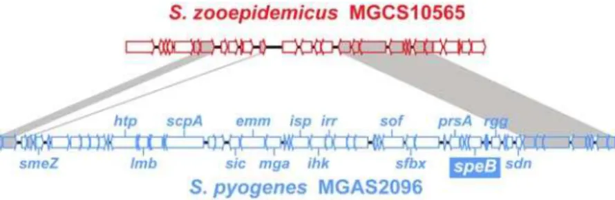 Figure S1 Species-specific and genus-conserved gene content comparison. (A) CDS length