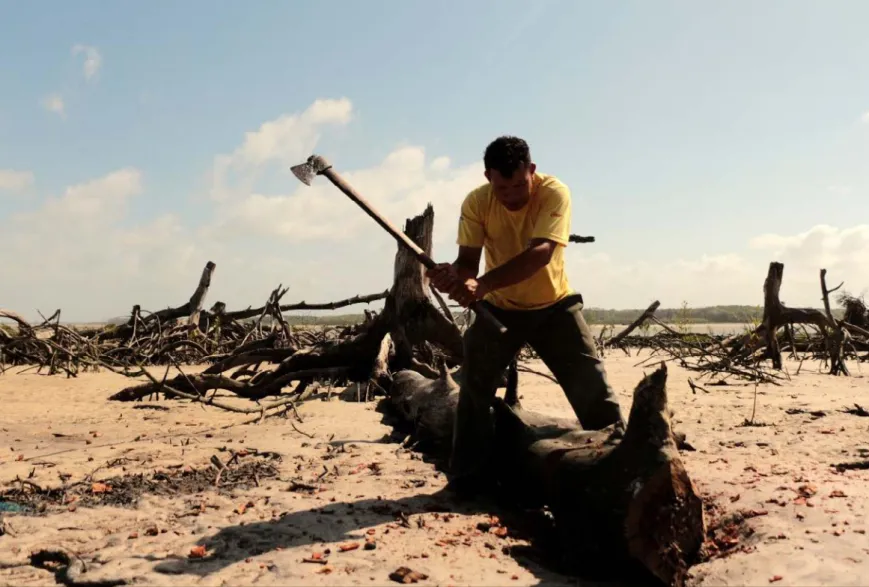 Figura 11 – Rosinho muda de posição para segmentar o madeiro. Foto: Fernando Alves da Silva Júnior (2019).