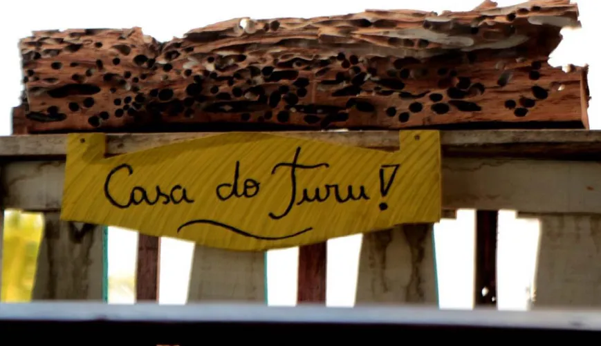 Figura 1 – Segmento de um tronco de mangue em exposição. Foto: Fernando Alves da Silva Júnior (2019).