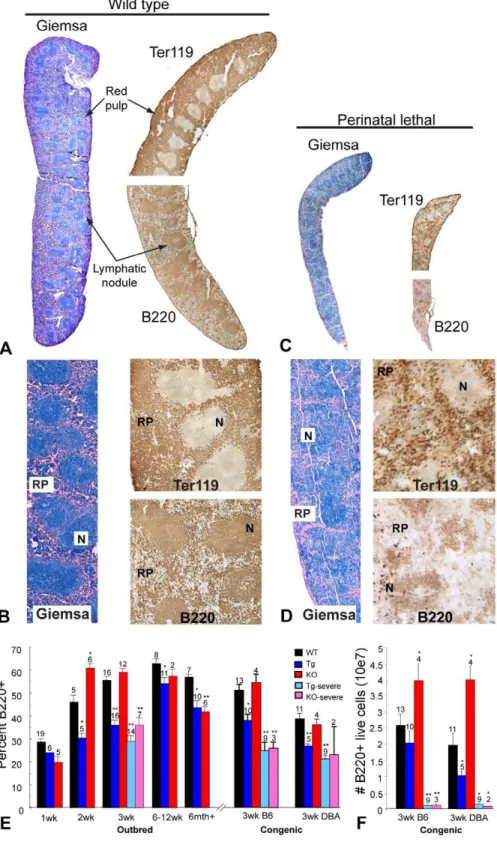 Figure 3. Altered spleen architecture and B lymphocyte profile in the collagen X Tg and KO mice