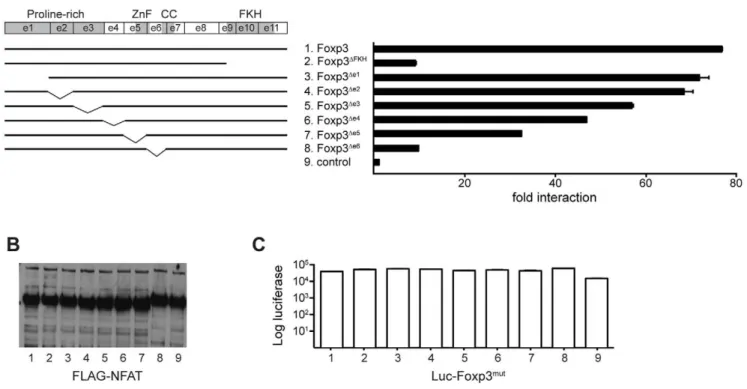 Figure 5. c-Rel causes a shuttling of Foxp3 DFKH into the nucleus. (A) 293ET cells were transfected with 400 ng m5p[c-Rel], 50 ng m3p-luc [NF-kB], 20 ng pRL-TK and increasing amounts of P8[Foxp3] or P8[Foxp3 De1 ]