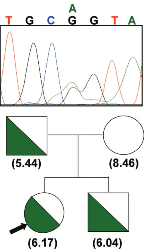 Figure 2. Pedigree of a family carrying the ABCB6 R192Q mutation– co-segregation of the heterozygous mutation with reduced erythrocytic ABCB6 expression levels