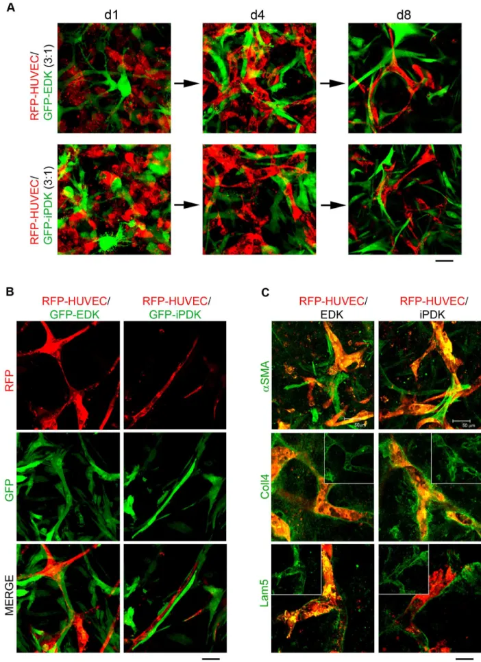 Figure 6. Fate of EDK and iPDK cells within fibrin-based constructs and level of vessel maturity