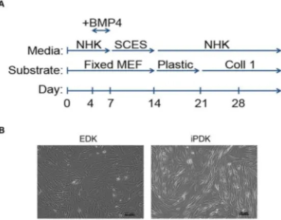 Figure 1. Derivation of EDK and iPDK cells. A. Summary of the differentiation protocol used for the derivation of EDK and iPDK cells from hESCs and hiPSCs