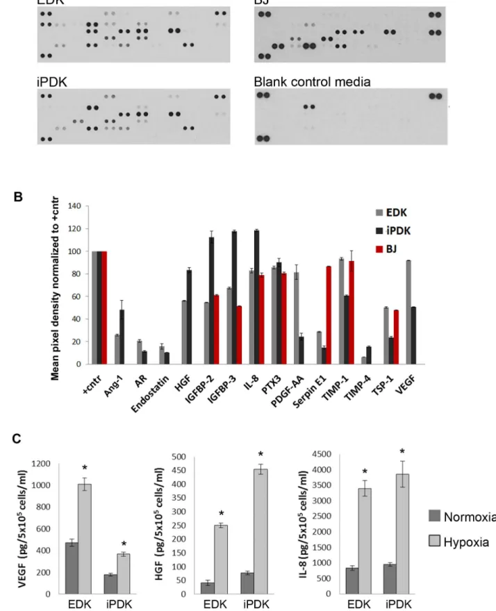 Figure 2. Comparison of secretory protein profiles of EDK, iPDK and BJ cells. A. Cytokine array membranes used to analyze the secretion of angiogenic growth factors and cytokines by EDK, iPDK and BJ cells