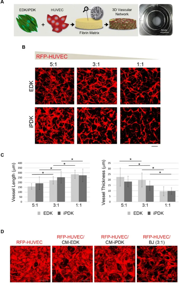 Figure 5. Endothelial cells co-cultured with EDK and iPDK form vascular networks. A. Schematic showing engineering of 3D vascular network in vitro and an image of a fibrin construct (typical dimensions: 5 mm diameter and 0.25 mm height)