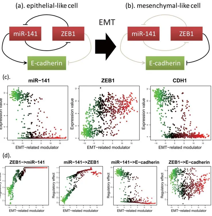Figure 6. Regulatory changes among miR-141, ZEB1, and E-cadherin among the EMT. (a). The relationship among miR-141, ZEB1, and E-cadherin in epithelial-like cells