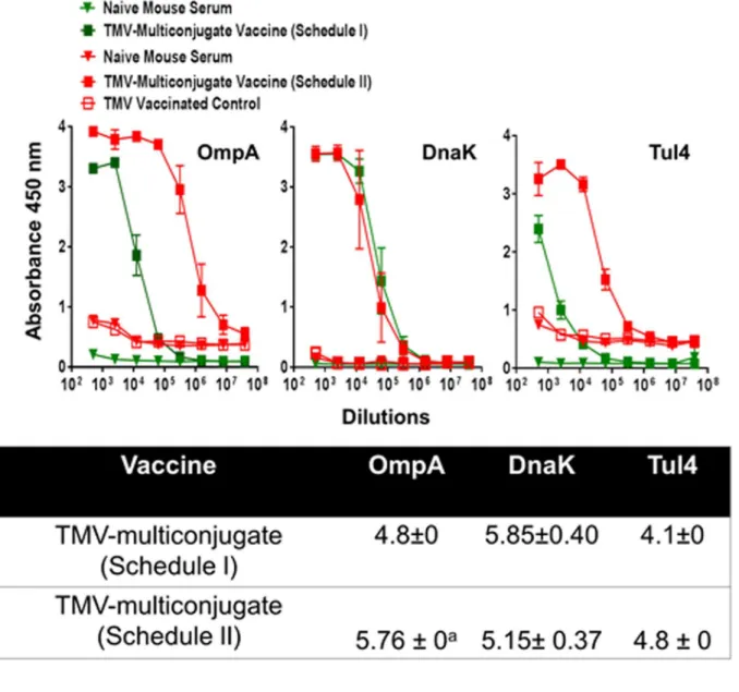 Fig 9. OmpA, DnaK and Tul4 Specific Antibody Responses in Mice Immunized with TMV-Multiconjugate Vaccines using Schedule I and II of Immunization