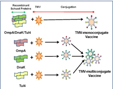 Fig 1. Vaccine Formulations. Two different vaccine formulations were used. In the first vaccine formulation all three recombinant proteins OmpA, DnaK and Tul4 were conjugated to a single TMV virion (TMV-monoconjugate vaccine)