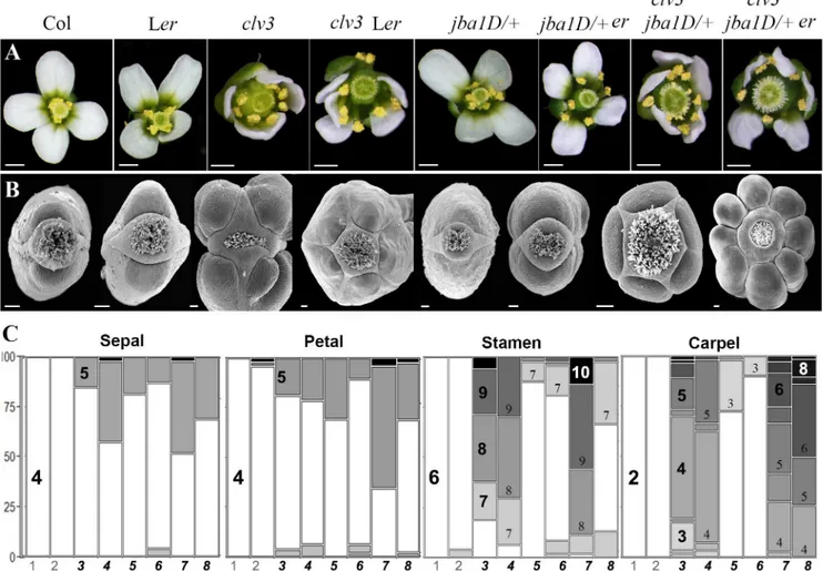 Fig 1. The ERECTA, CLAVATA and class III HD-ZIP pathways display synergistic interaction in regulating floral organ numbers